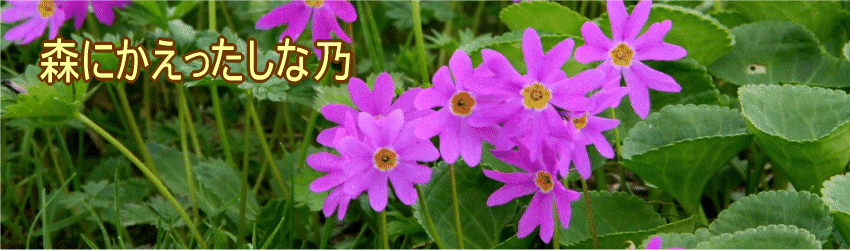 �X�ɂ����������ȔT�@��ʎ��̂̂Ȃ��Љ��ڎw����