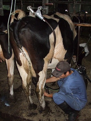 搾乳される牛。この牛は蹴飛ばさないよう器具で足を固定。尻尾は固定されてない。隣は固定。