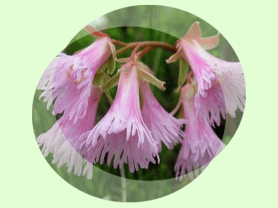 イワカガミ 森にかえったしな乃