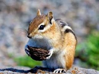リス 森にかえったしな乃