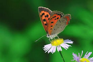 森にかえったしな乃 紅シジミチョウ